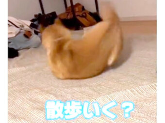 柴犬,動画