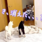柴犬,動画