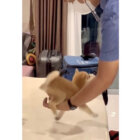 柴犬,動画