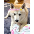 柴犬,動画