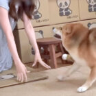 柴犬,動画