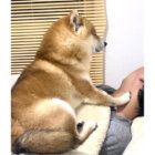 柴犬,動画