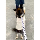 柴犬,動画