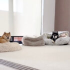 柴犬,動画