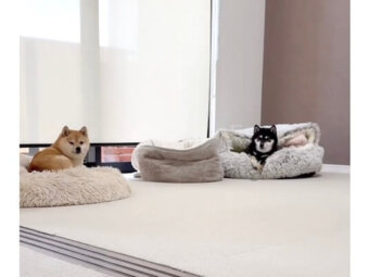 柴犬,動画