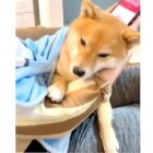 柴犬,動画