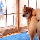 柴犬,動画