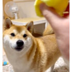 柴犬,動画