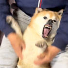 柴犬,動画
