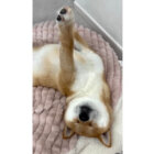 柴犬,動画