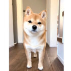 柴犬,動画