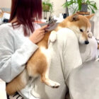 柴犬,動画