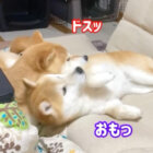 柴犬,動画