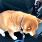 柴犬,動画