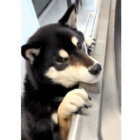 柴犬,動画