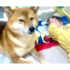 柴犬,動画