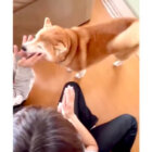 柴犬,動画