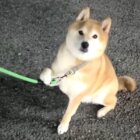柴犬,動画