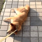 柴犬,動画