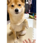柴犬,動画