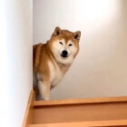 柴犬,動画