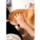 柴犬,動画