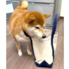 柴犬,動画