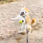 柴犬,動画