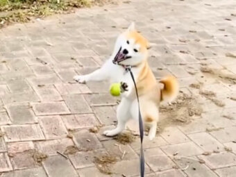 柴犬,動画