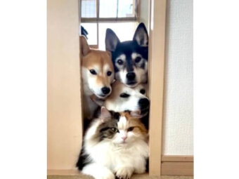 柴犬,動画