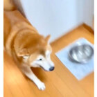 柴犬,動画