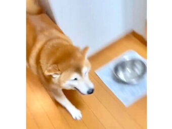 柴犬,動画