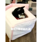 柴犬,動画