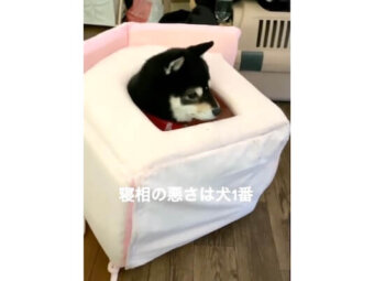 柴犬,動画