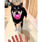 柴犬,動画