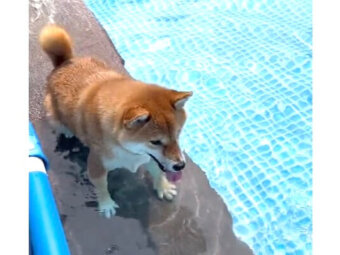 柴犬,動画