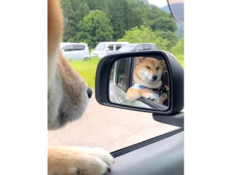 柴犬,動画
