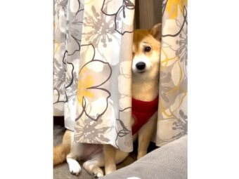 柴犬,動画