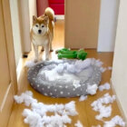 柴犬,動画