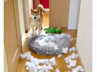柴犬,動画