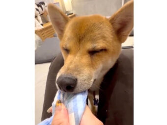 柴犬,動画