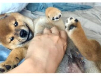 柴犬,動画