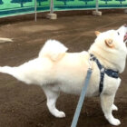 柴犬,動画