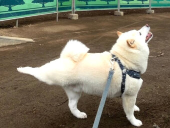 柴犬,動画