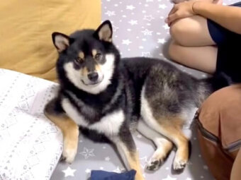柴犬,動画