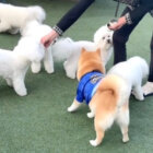 柴犬,動画