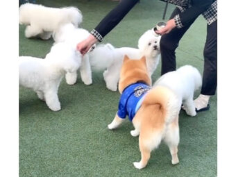 柴犬,動画