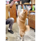 柴犬,動画