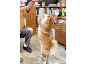柴犬,動画