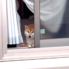 柴犬,動画
